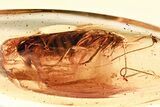 Large Fossil Cockroach (Blattodea) In Baltic Amber - Rare! #328116-1